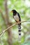 Red-billed Blue Magpie Urocissa erythrorhyncha perching on thin branch waiting for its parents, young blue and white