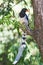 Red-billed blue magpie Urocissa erythroryncha perching on tree twig