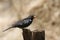 Red-billed Buffalo-Weaver in Kruger National park