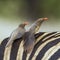 Red-billed Buffalo-Weaver in Kruger National park