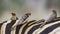 Red-billed Buffalo-Weaver in Kruger National park