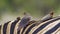 Red-billed Buffalo-Weaver in Kruger National park