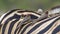 Red-billed Buffalo-Weaver in Kruger National park