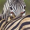 Red-billed Buffalo-Weaver in Kruger National park