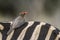 Red-billed Buffalo-Weaver in Kruger National park