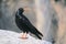 Red-billed Chough