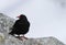 Red-billed chough