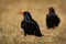 Red-billed Chough - Pyrrhocorax pyrrhocorax, Cornish chough or simply chough is a black bird with the red beak in the crow family