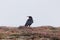 A red-billed chough, Pyrrhocorax pyrrhocorax, on Ouessant in France