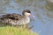 Red billed duck anas erythrorhyncha