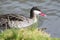 Red billed duck anas erythrorhyncha