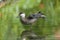 A red-billed duck balancing on one leg