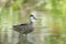 A red-billed duck balancing on still waters