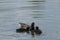 Red billed duck feeding her young