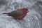 Red-billed firefinch