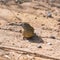 Red-billed Firefinch, female