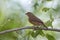 Red-billed firefinch Lagonosticta senegala