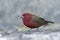 Red-billed firefinch Lagonosticta senegala