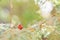 Red-billed Firefinch - Lagonosticta senegala