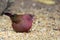 Red-billed firefinch (Lagonosticta senegala)