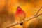 Red-billed firefinch Lagonosticta senegala sitting on the branch in nature habitat. Red bird from, Botswana, Africa.