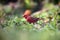 The red-billed firefinch or Senegal firefinch ,Lagonosticta senegala, sitting in green grass.A small red passerine sitting on the
