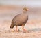 Red-billed francolin