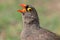 Red-billed francolin