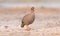 Red-billed francolin walking