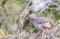 Red-billed francolin walking