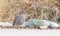 Red-billed francolin walking