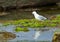 Red-Billed Gull