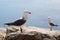 Red-billed Gull