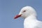 Red-Billed Gull