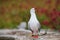 Red-billed gull with bands on its legs