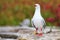 Red-billed gull with bands on its legs