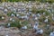 Red-billed Gull chicks