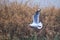 Red-billed gull flying with nesting material