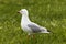 Red-billed Gull foraging in green grass