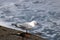 Red-billed gull, larus novaehollandiae edge of sea