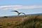 Red-billed Gull, Larus novaehollandiae in flight, South Island New Zealand