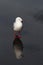 Red-billed Gull Reflection