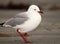 Red-billed Gull Walking