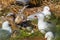 Red Billed Gulls