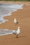 Red-billed gulls on beach