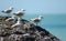 Red billed gulls Larus novaehollandiae scopulinus and white fronted tern Sterna striata.