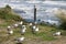 Red-billed gulls larus novaehollandiae by seashore