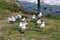 Red-billed gulls larus novaehollandiae tarapunga