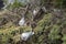 Red-billed gulls nesting site on coastal cliff on Whitewash Head Road