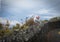 Red-billed gulls nesting site on rock wall with red flowers in background on coastal cliff on Whitewash Head Road  on coastal